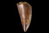 Serrated, Raptor Tooth - Real Dinosaur Tooth #139359-1